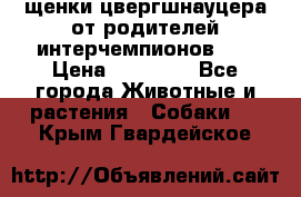 щенки цвергшнауцера от родителей интерчемпионов,   › Цена ­ 35 000 - Все города Животные и растения » Собаки   . Крым,Гвардейское